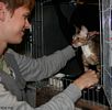 Utstllning Birka: BIS Avelshona CH Struntens 'Sanna starlet REX myser med husse