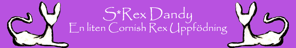 S*Rex Dandy, En liten Cornish Rex Uppfödning