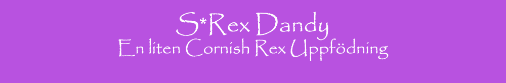 Header: S*Rex Dandy - Utstllnignsresultat