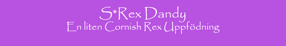 Presentation of S*Rex Dandy Gris