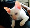 S*Rex Dandy Cornish rex kattungar vecka 10