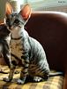 S*Rex Dandy Cornish rex kattungar vecka 10