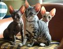 S*Rex Dandy Cornish rex kattungar vecka 10