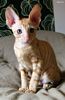 S*Rex Dandy Cornish rex kattungar vecka 10