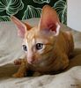 S*Rex Dandy Cornish rex kattungar vecka 10