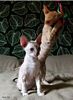 S*Rex Dandy Cornish rex kattungar vecka 10