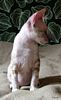 S*Rex Dandy Cornish rex kattungar vecka 10