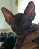 S*Rex Dandy Cornish rex kattungar vecka 10