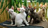 S*Rex Dandy Cornish rex kattungar vecka 10