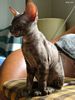 S*Rex Dandy Cornish rex kattungar vecka 10