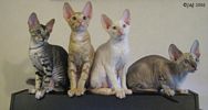 Vecka 12 S*Rex Dandy kittens