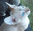 S*Rex Dandy Cornish rex kattungar vecka 9